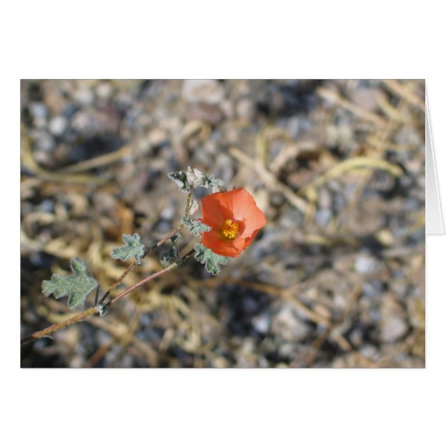 Unknown flower, Death Valley National Park (Front Horizontal)
