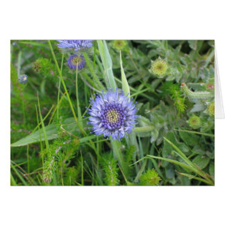 Unknown flowers, Cliffs of Moher, Ireland