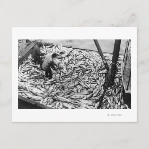 Unloading Salmon from Fishing Boats Photograph Postcard