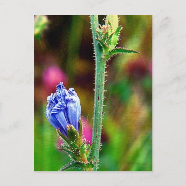 Unopened Chicory Postcard (Front)