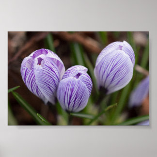 Unopened Crocuses Poster
