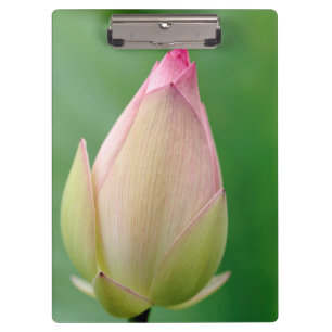 Unopened Water Lily Bulb, Durban Botanical Clipboard