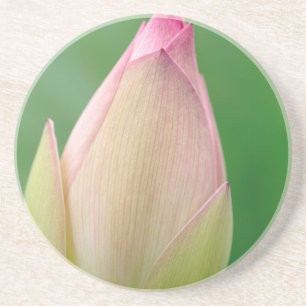 Unopened Water Lily Bulb, Durban Botanical Coaster