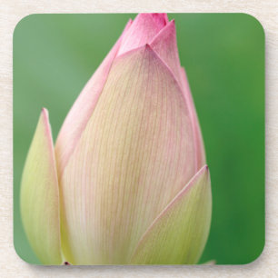 Unopened Water Lily Bulb, Durban Botanical Coaster
