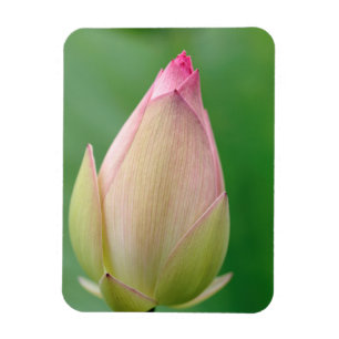 Unopened Water Lily Bulb, Durban Botanical Magnet