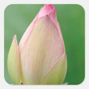 Unopened Water Lily Bulb, Durban Botanical Square Sticker