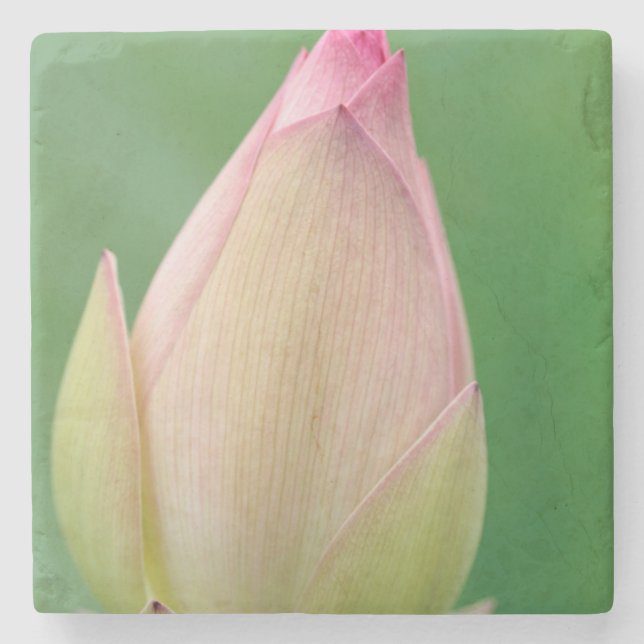 Unopened Water Lily Bulb, Durban Botanical Stone Coaster (Front)