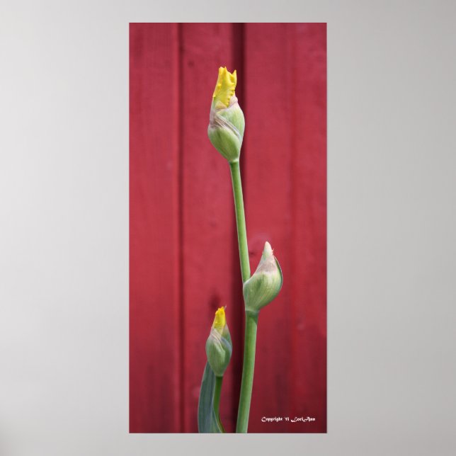 Unopened  - Yellow Poster (Front)