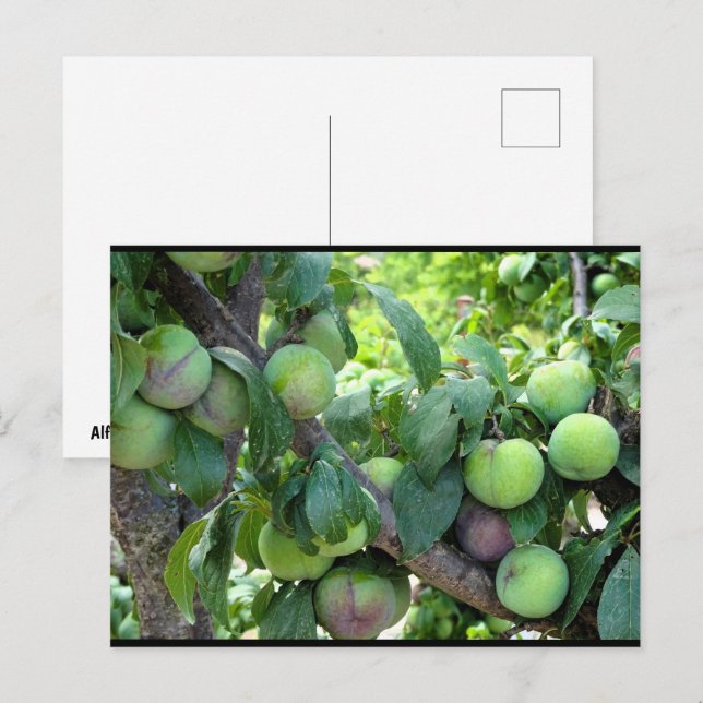 Unripened Purple Plums Postcard (Front/Back)