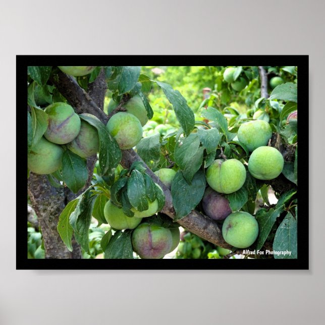 Unripened Purple Plums Poster (Front)