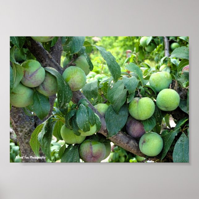 Unripened Purple Plums Poster (Front)