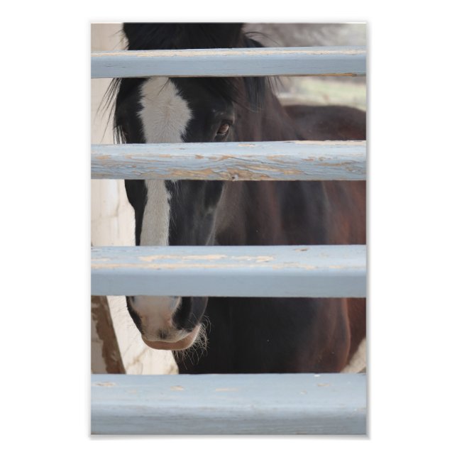 Unspoken Bond Photo Print (Front)