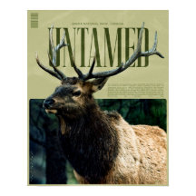 Untamed Banff National Park Elk Poster