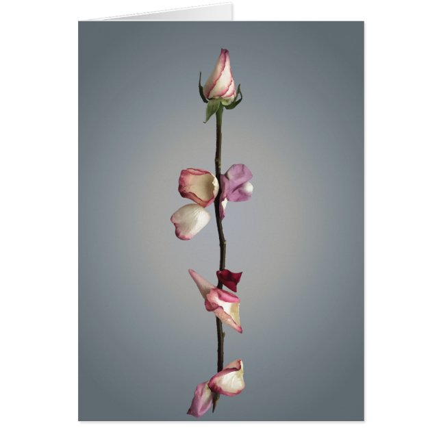 Until the last petal... (Front)