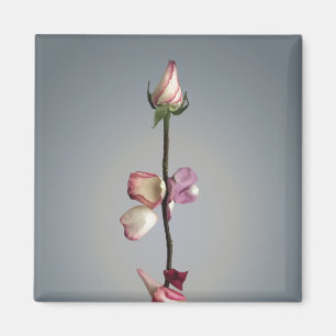 Until the last petal... magnet
