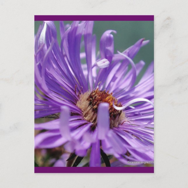 Untitled Aster Number 11 Postcard (Front)