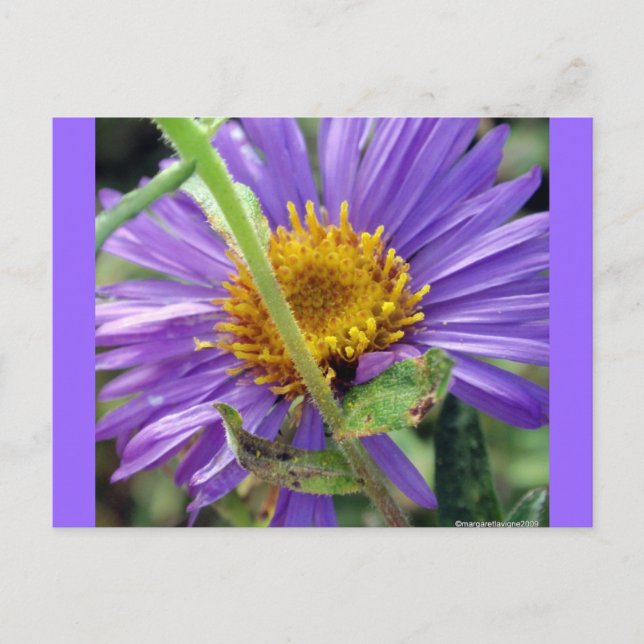 Untitled Aster Number 1 Postcard (Front)