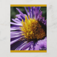 Untitled Aster Number 3