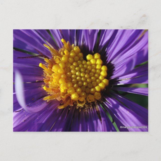 Untitled Aster Number 8 Postcard (Front)