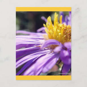 Untitled Aster Number 9 Postcard