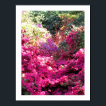 UNTITLED Rhododendron Floral Photography Poster<br><div class="desc">Azaleas and rhododendrons - Vincennes Garden,  Paris.</div>