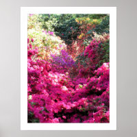 UNTITLED Rhododendron Floral Photography