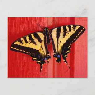 unusual background swallowtaill butterfly postcard