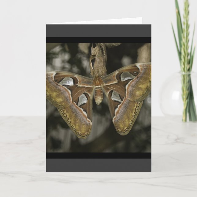 Unusual Moth Greeting Card (Front)