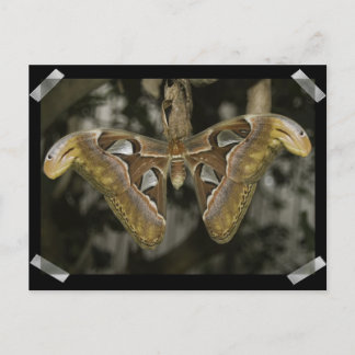 Unusual Moth Postcard