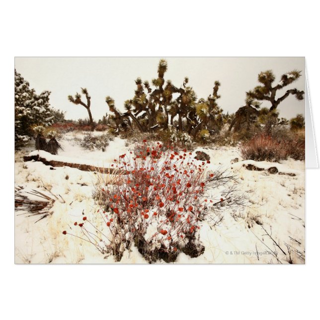 Unusual snow storm on the Joshua trees( Yucca (Front Horizontal)