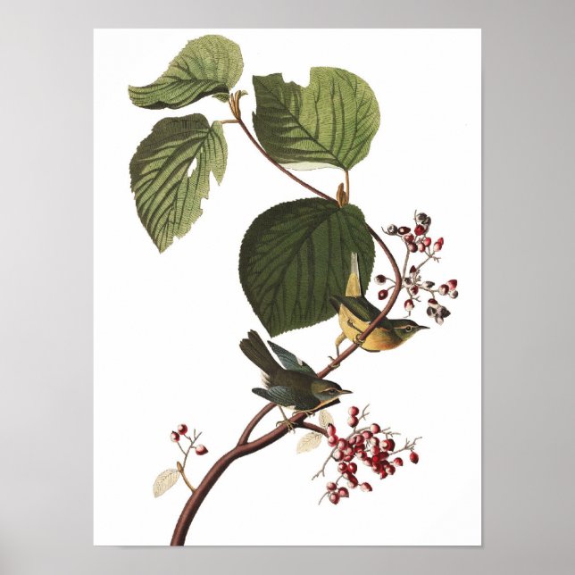 Unusual Vintage Audubon Warbler Poster Print (Front)