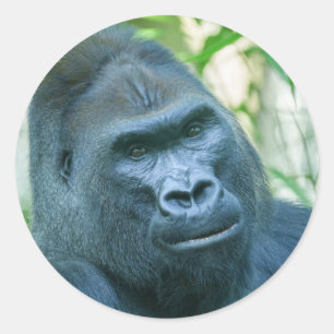 Unwavering Strength Silverback Gorilla Kito Classic Round Sticker