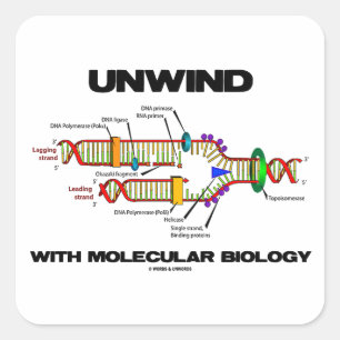 Unwind With Molecular Biology (DNA Replication) Square Sticker