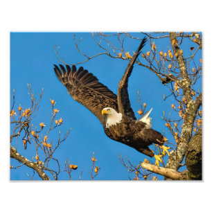 Up And At 'Em Photo Print
