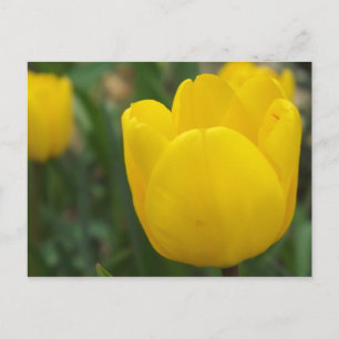 Up Close and Personal Postcard