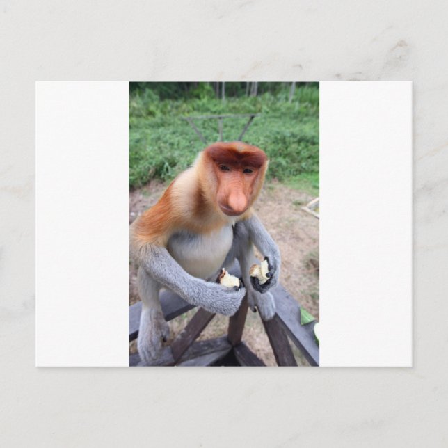 Up close and personal with male Proboscis monkey Postcard (Front)