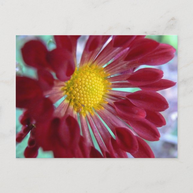 Up-Close Daisy Postcard (Front)