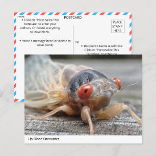 Up-Close Encounter: The Intriguing World of Cicada Postcard