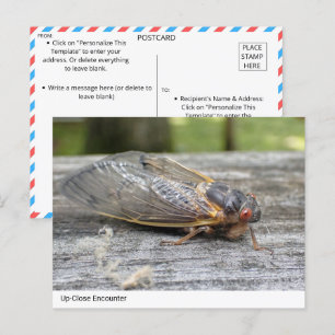 Up-Close Encounter with Nature: Cicada Postcard