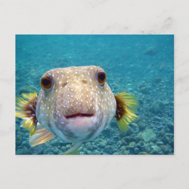 Up Close Face of a Puffer Fish Arothron Hispidus Postcard (Front)