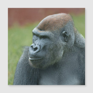 Up Close with Gorilla Lope: Enchanting Portrait of
