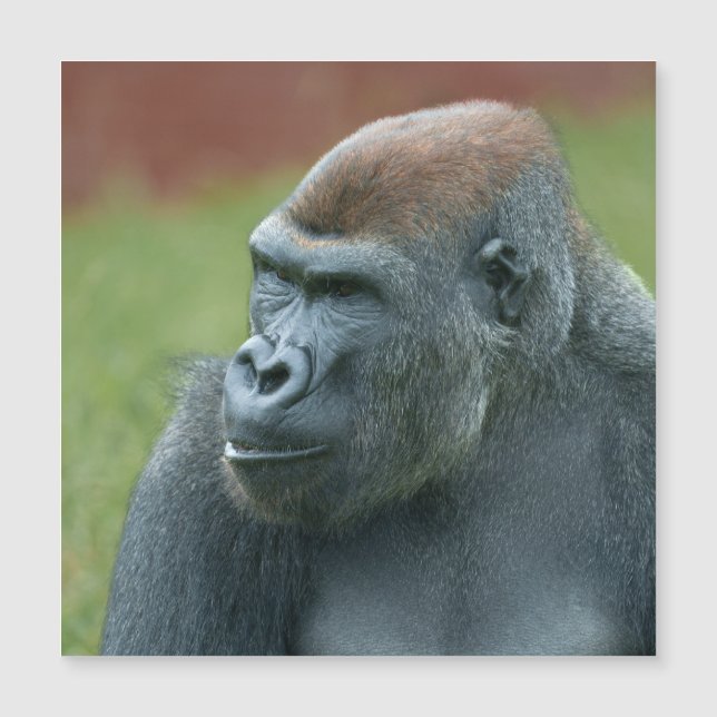 Up Close with Gorilla Lope: Enchanting Portrait of (Front)