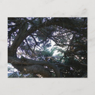 Up through the trees postcard