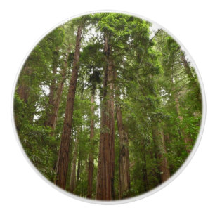 Up to Redwoods I at Muir Woods National Monument Ceramic Knob