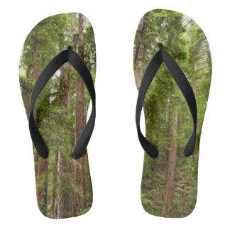 Up to Redwoods I at Muir Woods National Monument Jandals