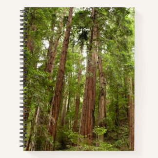 Up to Redwoods I at Muir Woods National Monument Notebook