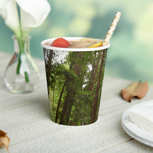 Up to Redwoods I at Muir Woods National Monument Paper Cups (Insitu)