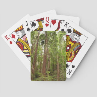Up to Redwoods I at Muir Woods National Monument Playing Cards