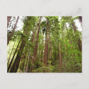 Up to Redwoods I at Muir Woods National Monument Postcard
