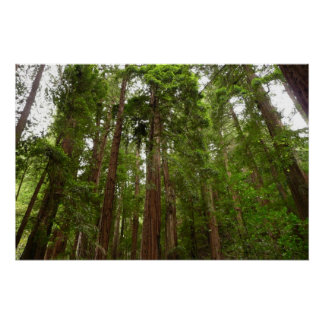 Up to Redwoods I at Muir Woods National Monument Poster